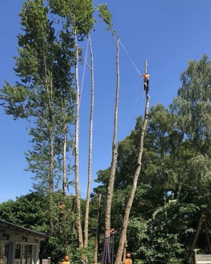 Arboristtjänster