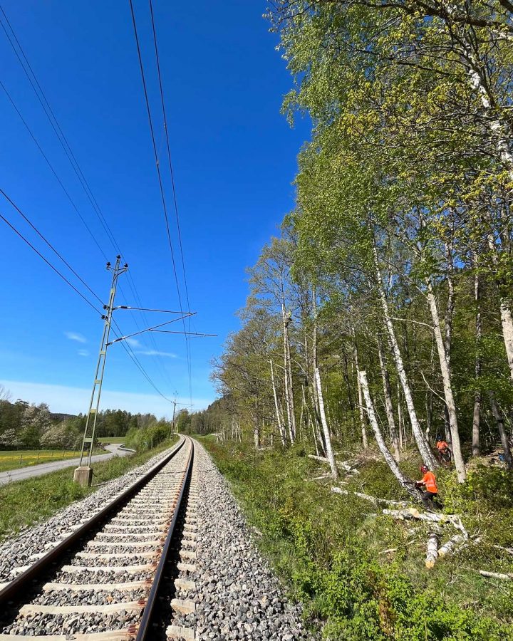 Vi inventerar, planerar och utför trädarbeten i Halland